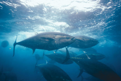 northern-bluefin-tuna-kuromaguro