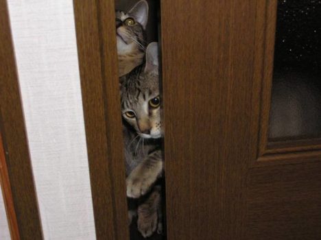 cats-in-crevices-006