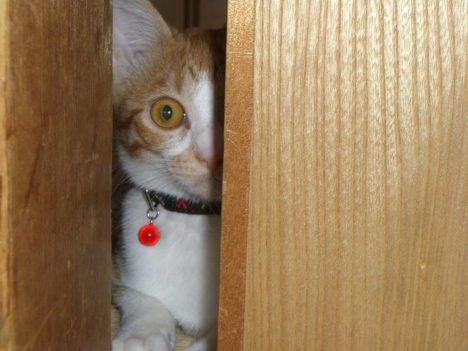 cats-in-crevices-011