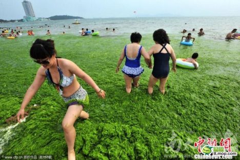 china-shandong-algal-bloom-001