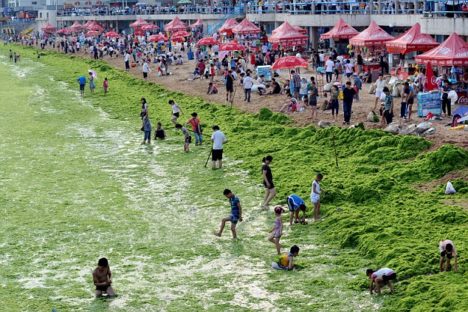 Algae Covers Chinese Seaside