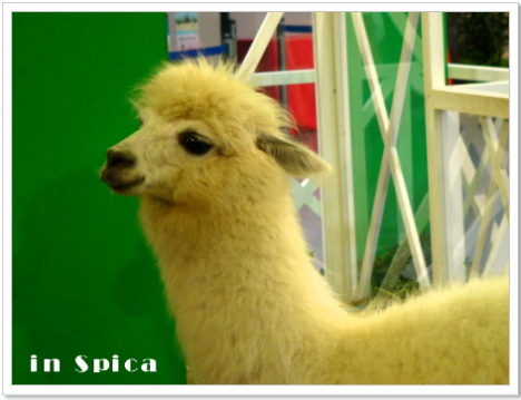 alpaca-moe-071
