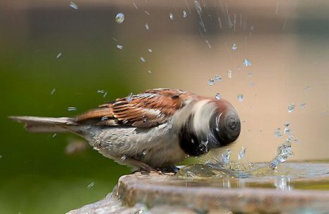 japan-eurasian-tree-sparrow-suzume-012