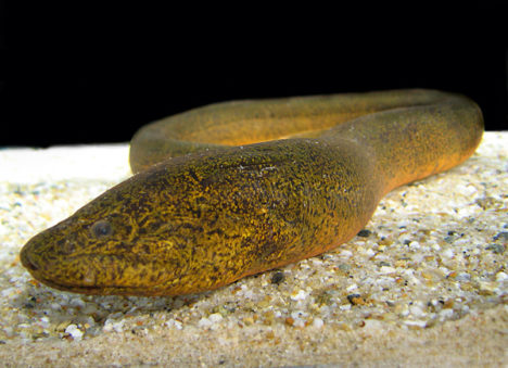 monopterus-albus-asian-swamp-eel