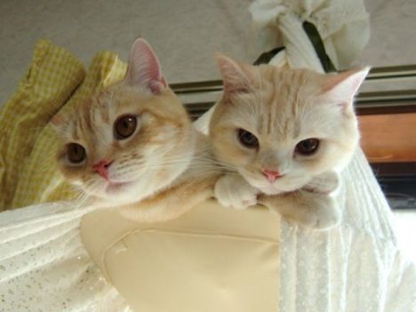 cute-cats-012