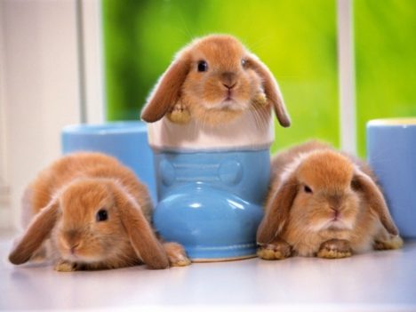 cute-little-bunnies-002
