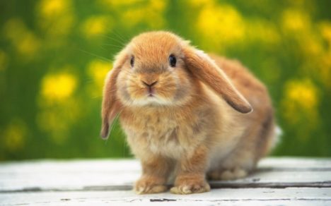 cute-little-bunnies-004
