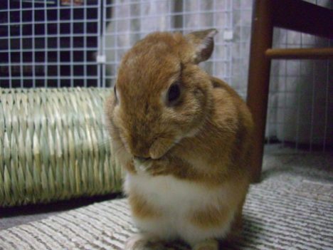 cute-little-bunnies-012