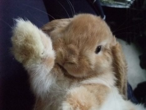 cute-little-bunnies-019