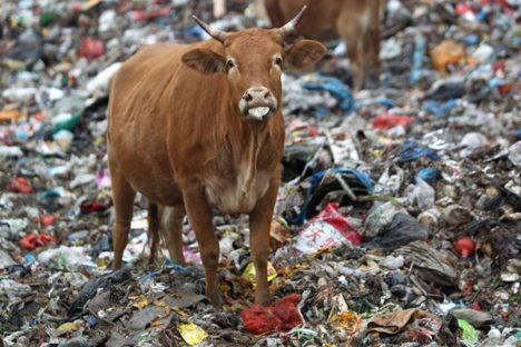 chinese-cows-graze-on-rubbish-dump-001