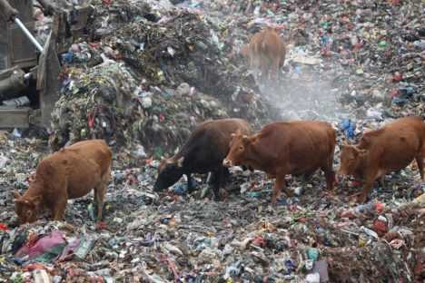 chinese-cows-graze-on-rubbish-dump-002