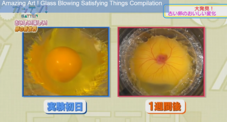 Japan-Students-Hatch-Egg-Without-Shells-1